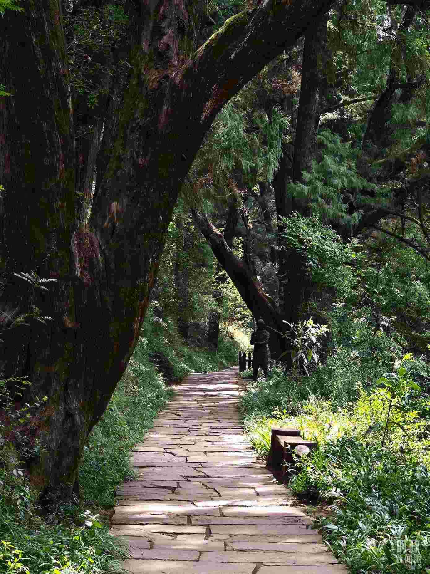 △古蜀道與古柏。（總臺(tái)央視記者彭漢明拍攝）