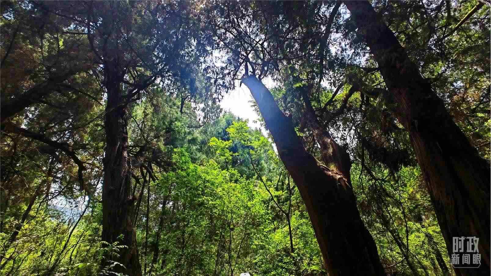 △翠云廊內(nèi)，古柏郁郁蔥蔥。（總臺(tái)央視記者程鋮拍攝）