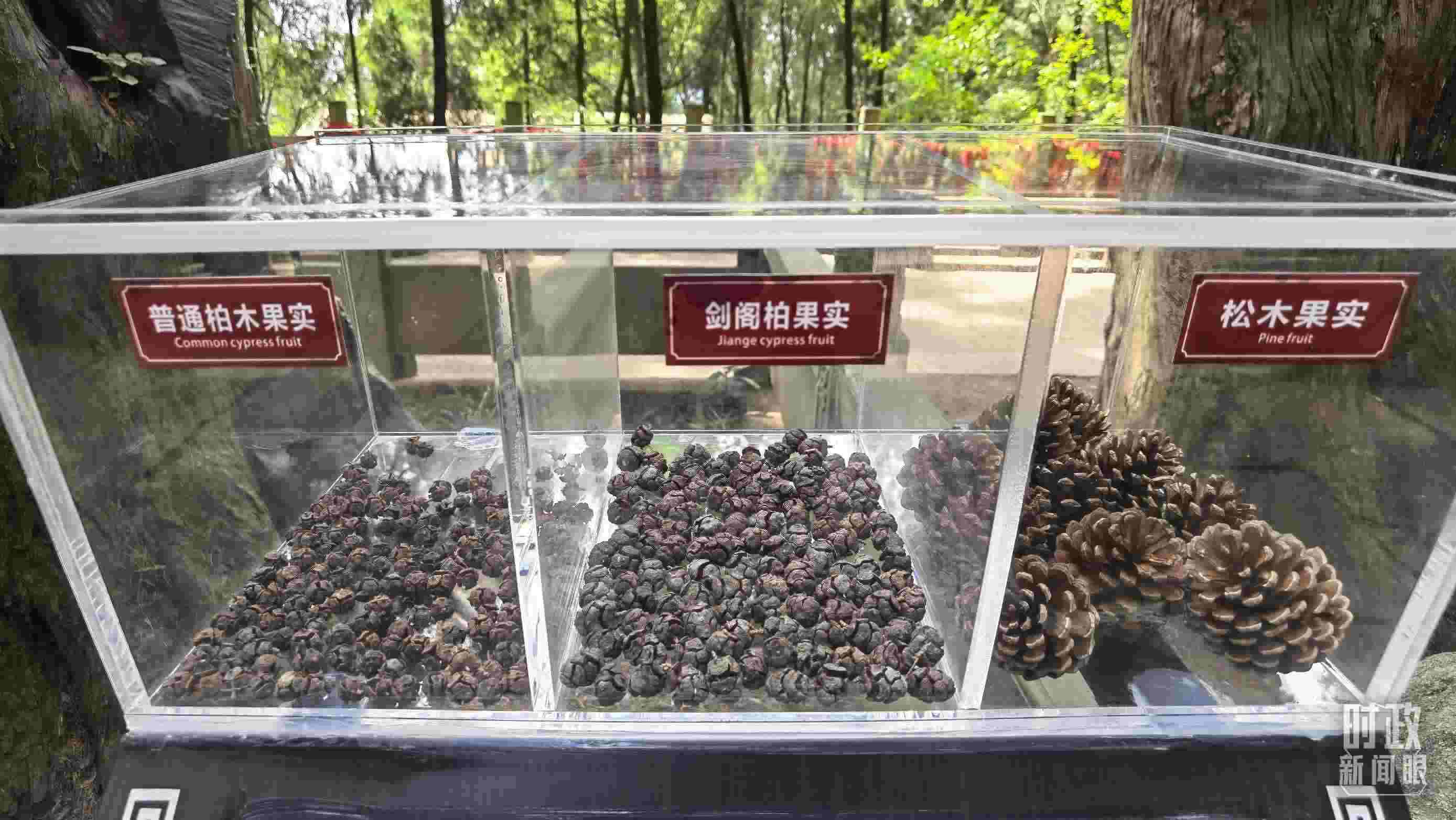 △翠云廊古蜀道，現(xiàn)場(chǎng)陳列的柏木和松木果實(shí)。（總臺(tái)央視記者石丞拍攝）