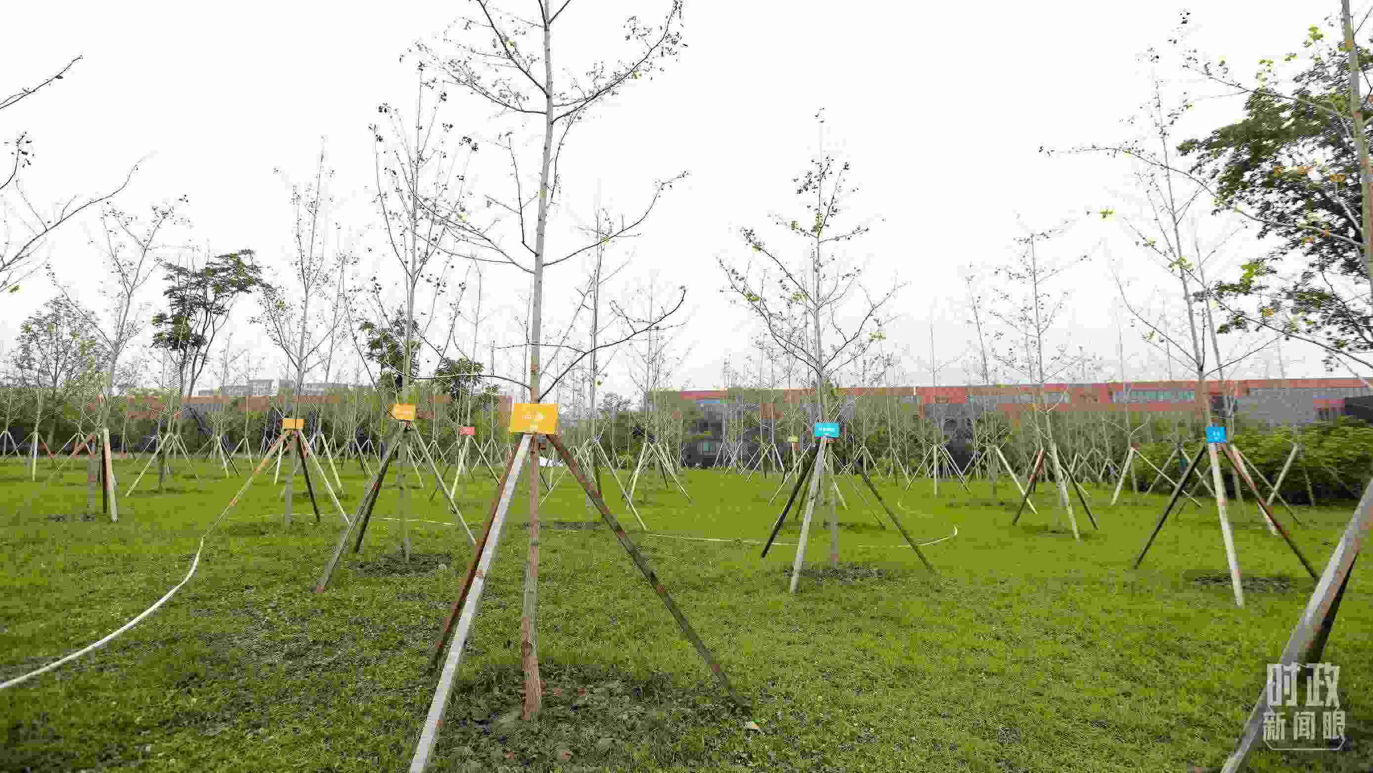 成都大運(yùn)村內(nèi)專(zhuān)門(mén)種植了友誼林，各國(guó)代表團(tuán)都可認(rèn)領(lǐng)。