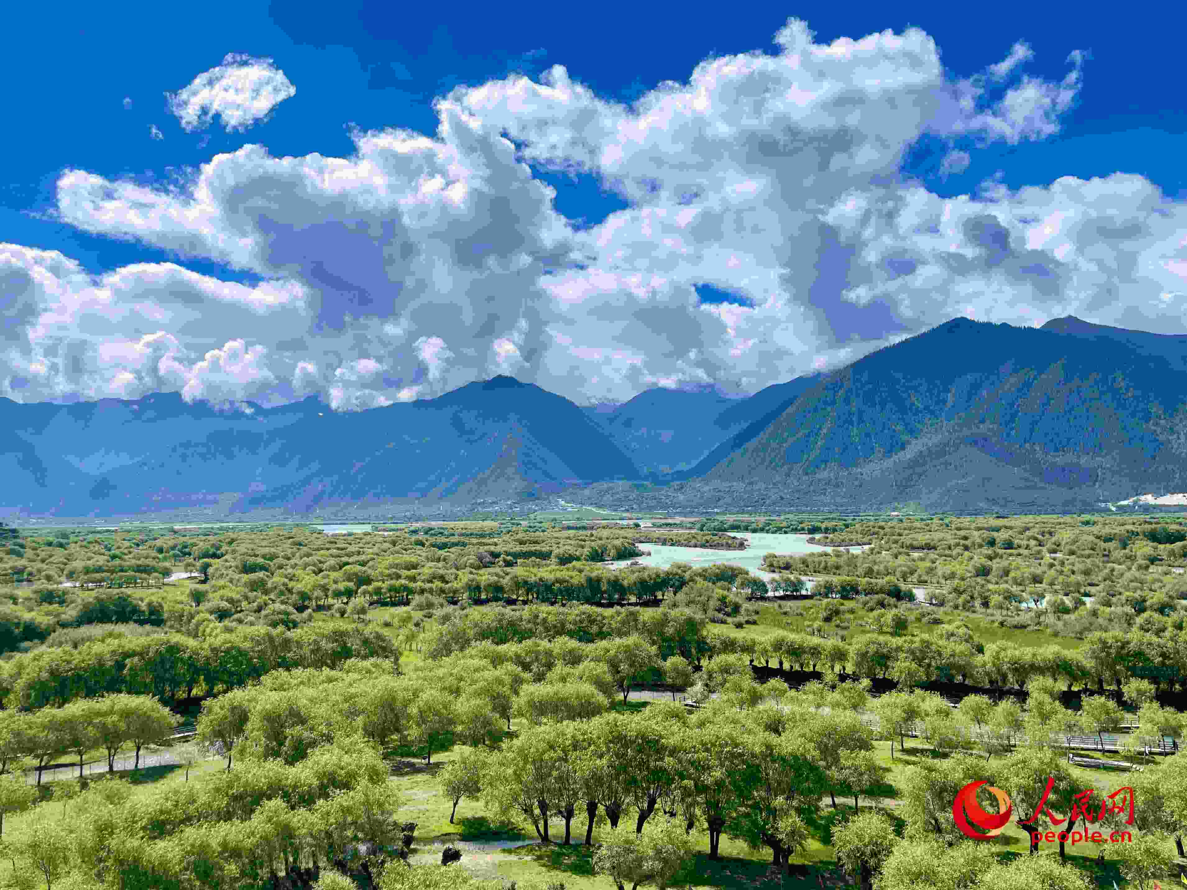 夏日的雅尼國(guó)家濕地公園生機(jī)盎然，如詩(shī)如畫(huà)。人民網(wǎng) 周靜圓攝