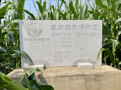 玉米地地頭放置的基本農(nóng)田標志碑（中國之聲記者江曉晨 攝）