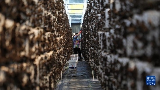 7月29日，在卓尼縣納浪鎮(zhèn)納浪村黑木耳種植基地，農(nóng)戶在采摘黑木耳。