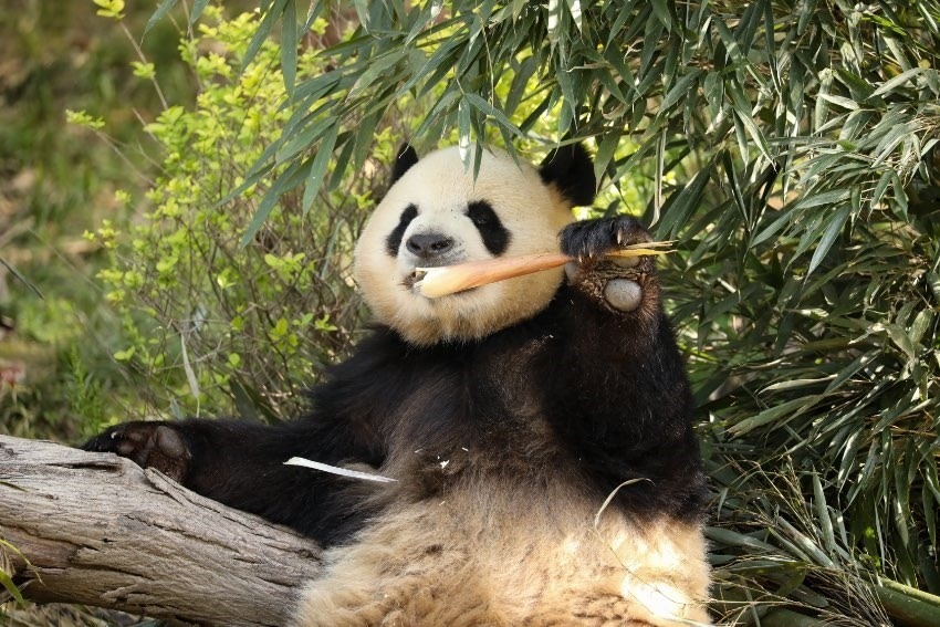大熊貓“芝麻”。成都大熊貓繁育研究基地供圖