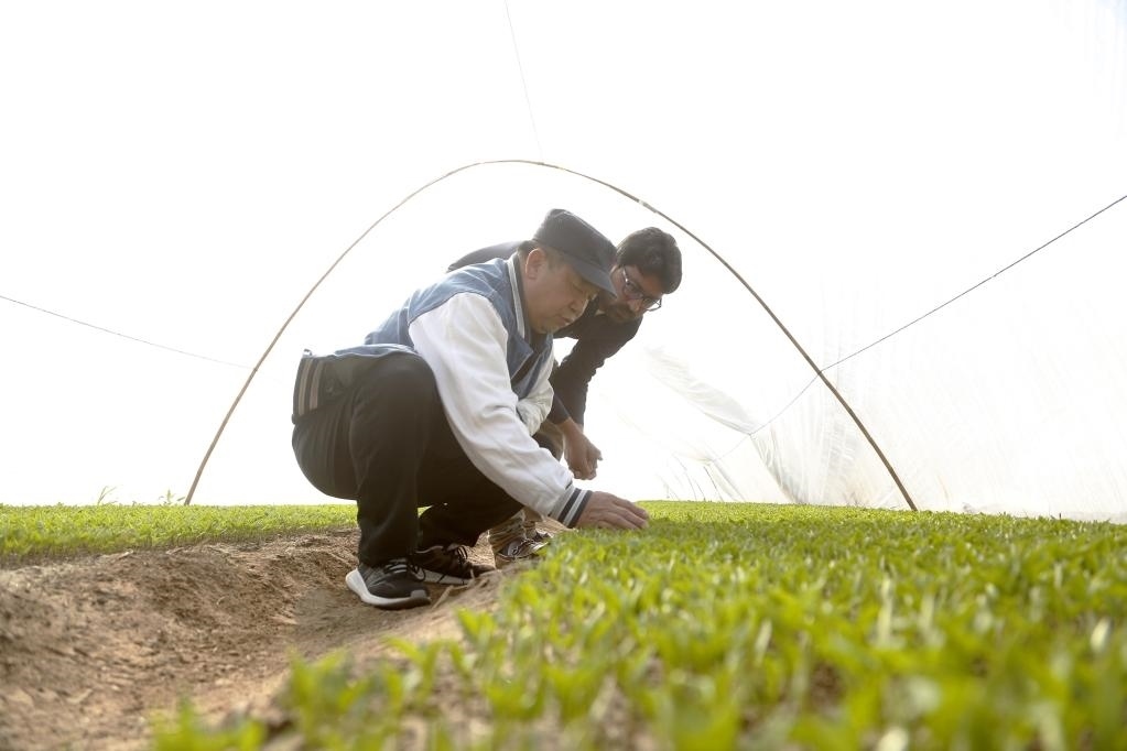 巴基斯坦旁遮普省木爾坦的中巴辣椒訂單種植項目辣椒育苗大棚內(nèi)，中國農(nóng)業(yè)專家?guī)ьI(lǐng)巴基斯坦技術(shù)員查看辣椒秧苗生長情況。