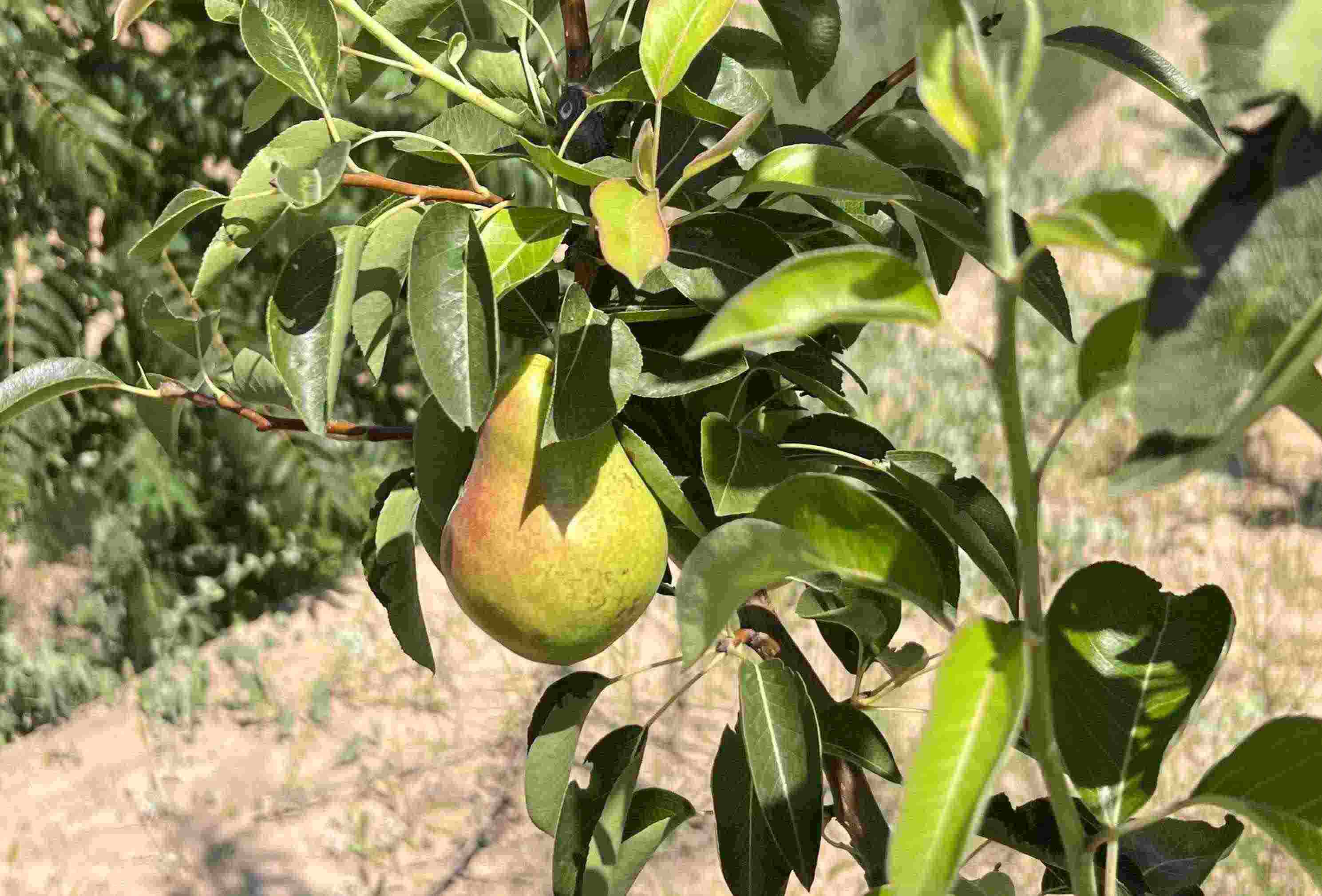 青梨基地果樹上的幼果。人民網(wǎng)記者 王連香攝