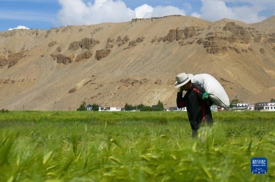 8月12日，西藏阿里地區(qū)普蘭縣赤德村村民在青稞田里勞作。