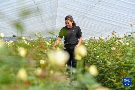 8月17日，吉林省德惠市朱城子鎮(zhèn)沿河村程雪家庭農(nóng)場的負責人楊雪在查看玫瑰花長勢。新華社記者 張楠 攝