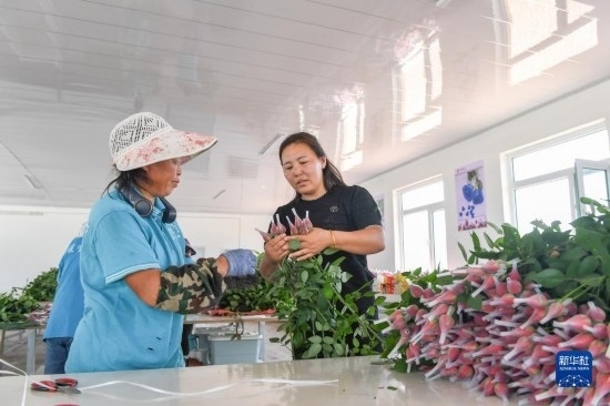 8月17日，吉林省德惠市朱城子鎮(zhèn)沿河村程雪家庭農(nóng)場的負責人楊雪（右）指導(dǎo)農(nóng)民修剪玫瑰花。新華社記者 張楠 攝