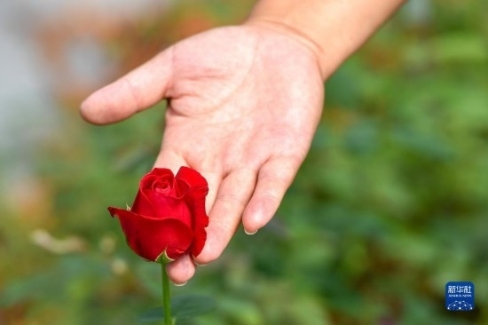 8月17日，吉林省德惠市朱城子鎮(zhèn)沿河村程雪家庭農(nóng)場的負責人楊雪在查看玫瑰花長勢。新華社記者 張楠 攝