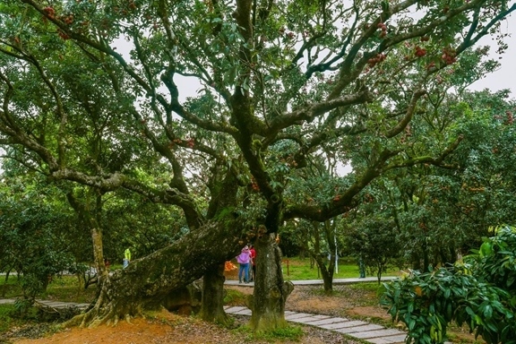 高州市根子鎮(zhèn)柏橋村古荔枝種植園。丘立賀攝