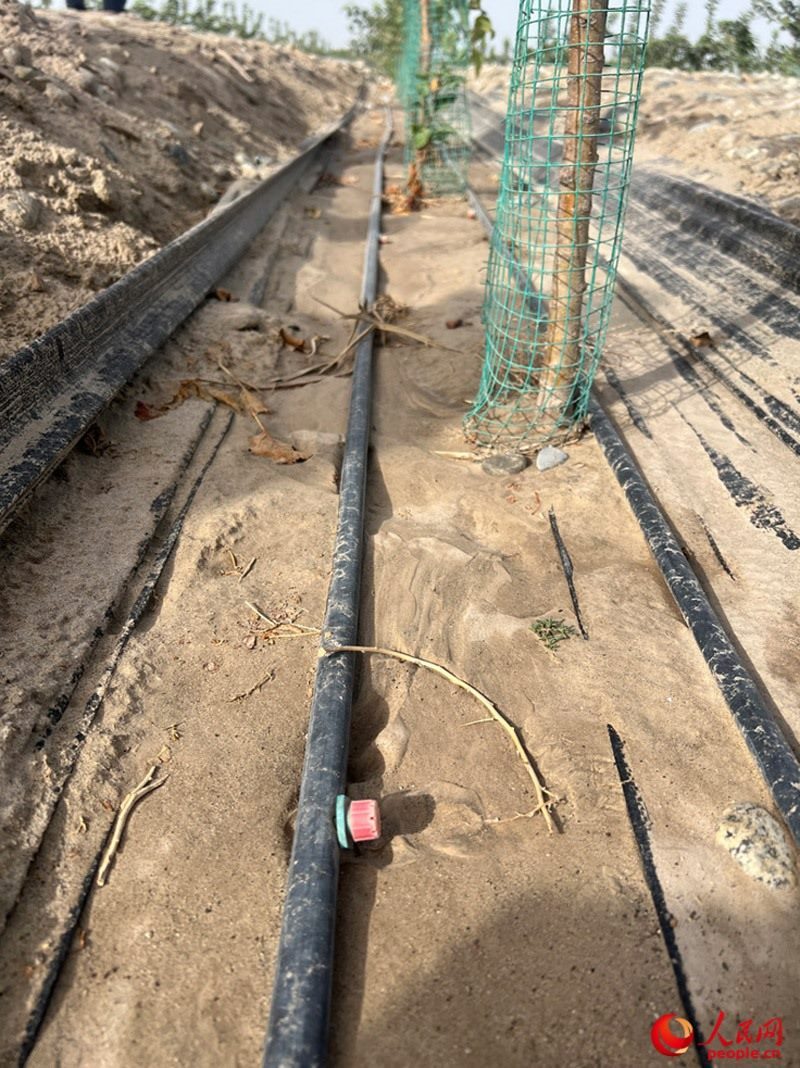 水肥一體化滴灌技術(shù)，可極大節(jié)約用水量。人民網(wǎng)記者 常雪梅攝