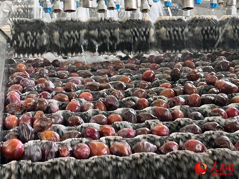 清洗西梅。人民網記者 常雪梅攝