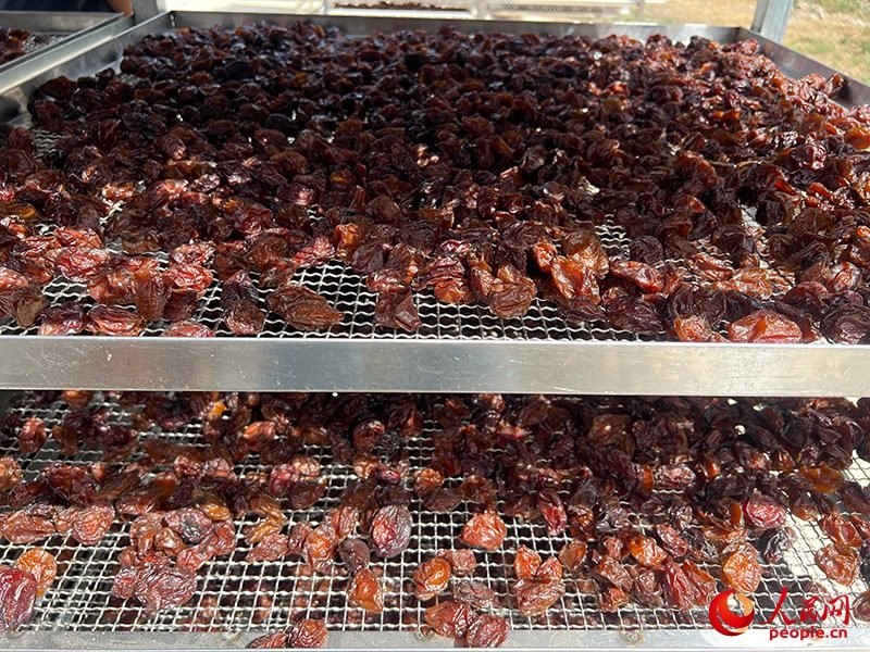 晾曬西梅。人民網記者 常雪梅攝