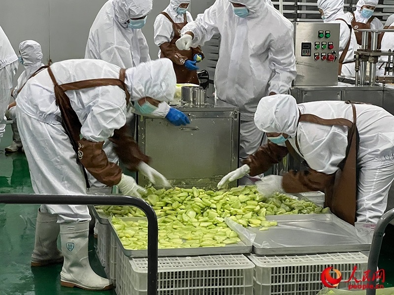 切片哈密瓜將被做成凍干食品。人民網記者 常雪梅攝