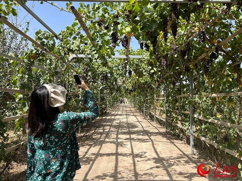 新疆閩龍達干果產業(yè)有限公司內種植的葡萄。人民網記者 常雪梅攝
