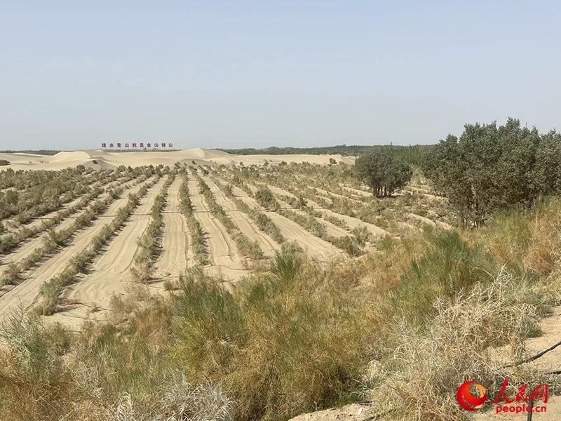 麥蓋提縣百萬畝防風(fēng)固沙生態(tài)林建設(shè)工程。人民網(wǎng)記者 常雪梅攝