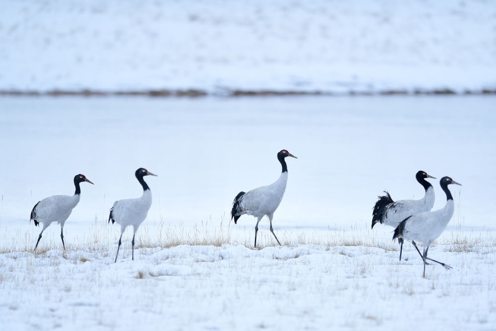 2021年10月21日在三江源國家公園黃河源園區(qū)內(nèi)拍攝的黑頸鶴。新華社記者 張龍 攝