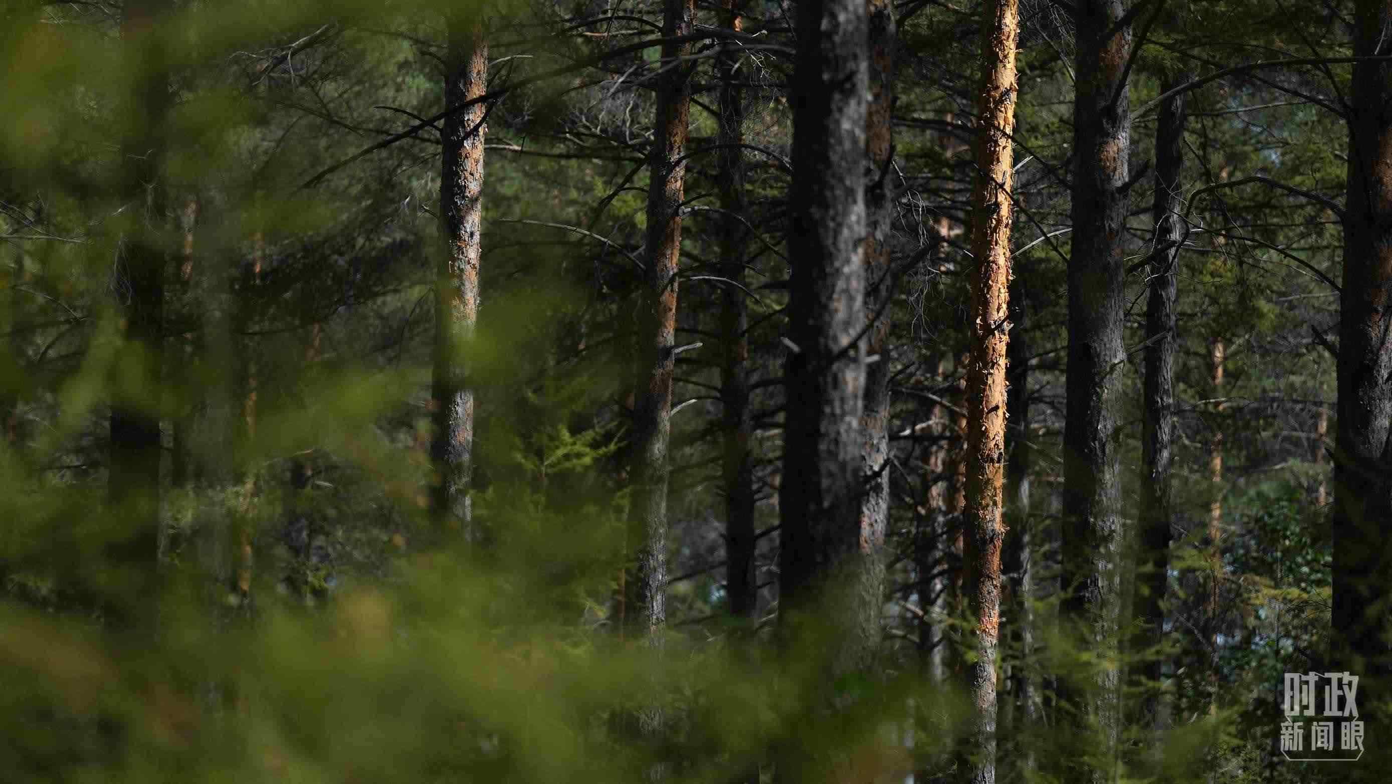 △漠河林場(chǎng)有天然林3.54萬公頃、蓄積量325.3萬立方米。（總臺(tái)國(guó)廣記者李晉拍攝）