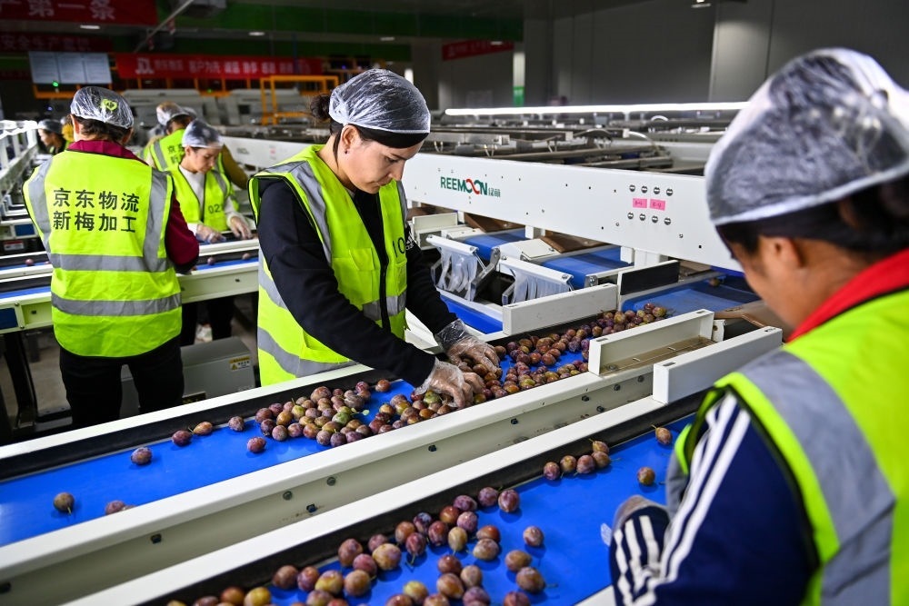 在新疆伽師縣粵伽新梅產(chǎn)業(yè)園內(nèi)的京東物流新疆智能供應鏈中心，員工在智能分揀線檢查分選好的新梅（2023年8月30日攝）。新華社記者 丁磊 攝