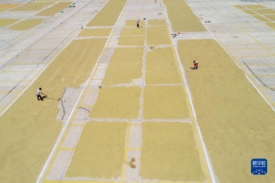 9月16日，村民在貴州省黔東南苗族侗族自治州丹寨縣金泉街道晾曬稻谷（無人機(jī)照片）。