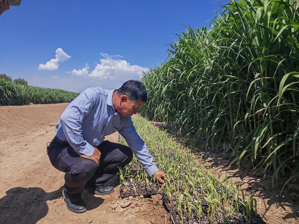 高級(jí)農(nóng)藝師周興德向記者介紹巨菌草幼苗（2023年9月1日攝）。新華社記者馬麗娟 攝