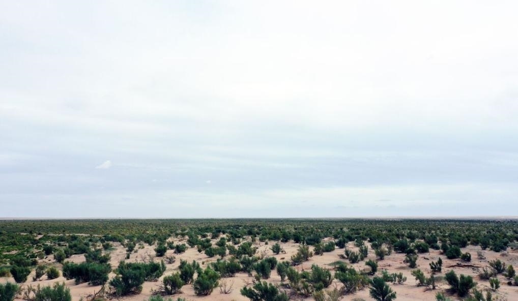 經(jīng)過(guò)封禁保護(hù)和人工種植梭梭后恢復(fù)綠色的草場(chǎng)（2023年9月12日攝）。新華社記者李云平 攝