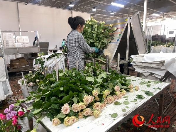 車間工人在整理花束。人民網(wǎng) 周靜圓攝