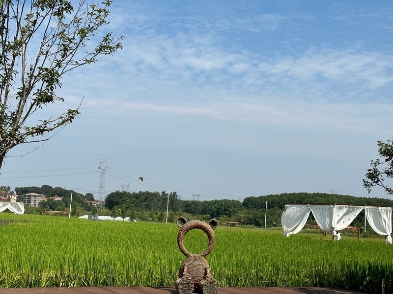 林語未來村打造農(nóng)家畈田園綜合體。人民網(wǎng) 王紹紹攝