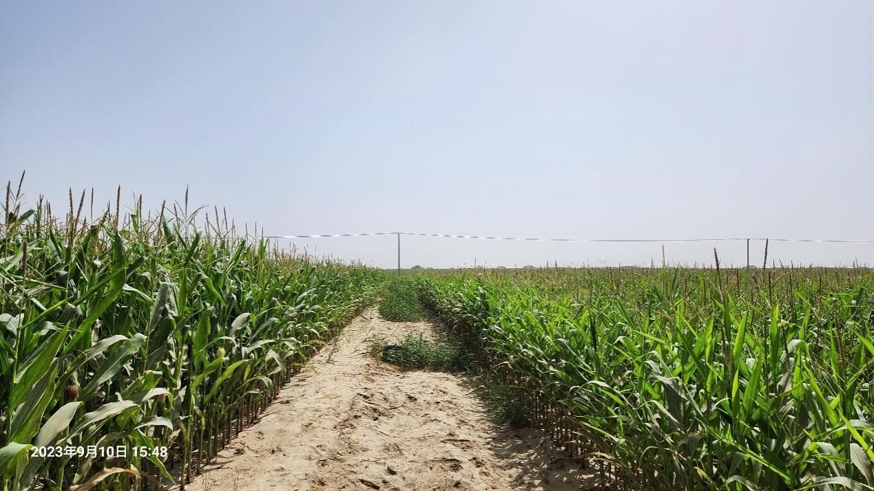 玉米改良40天后對比（左邊為改良組，右邊為對照組）。胡樹文團隊供圖