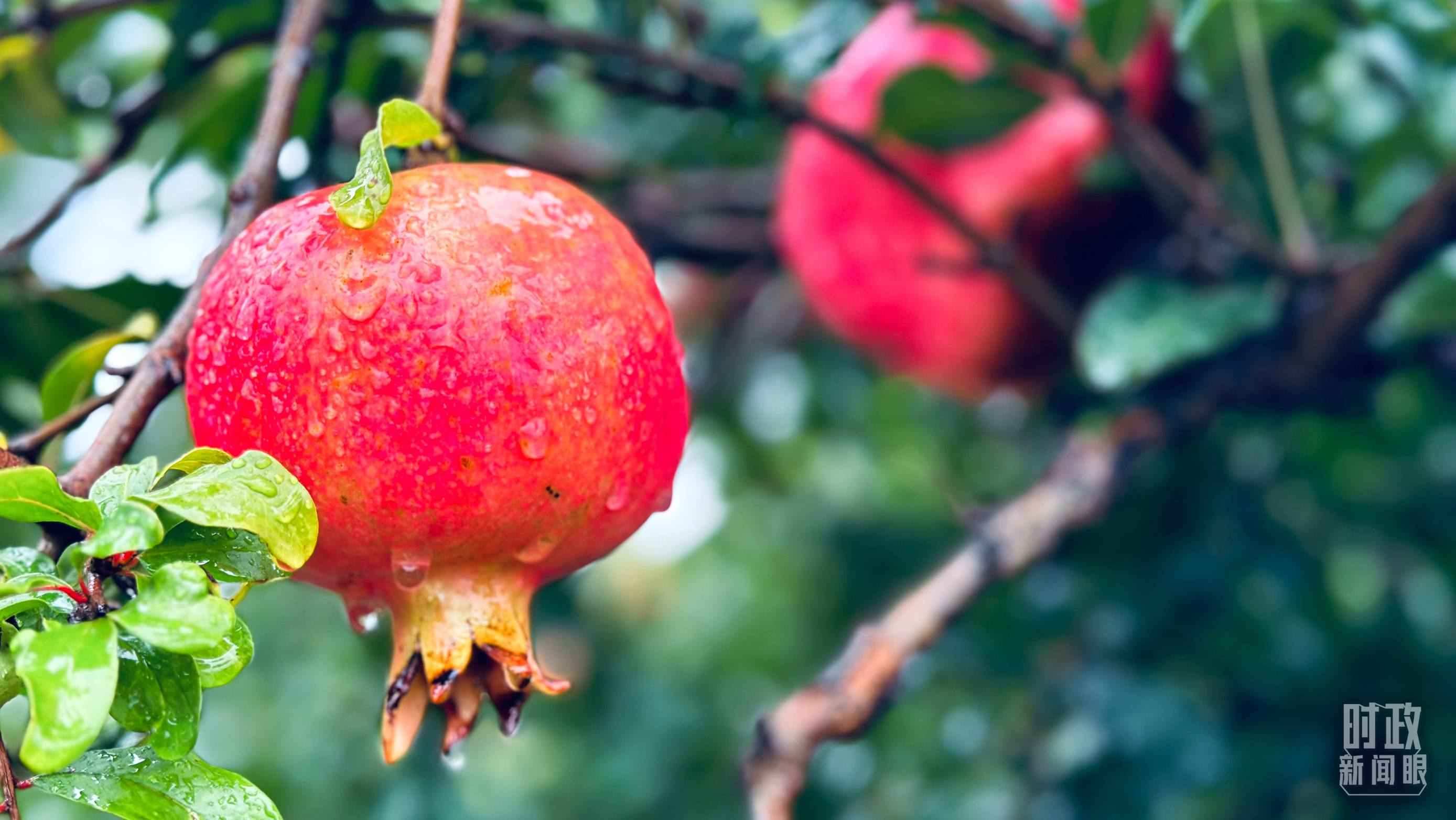 △一場秋雨過后，石榴更顯晶瑩。（總臺央視記者李輝、范一鳴拍攝）