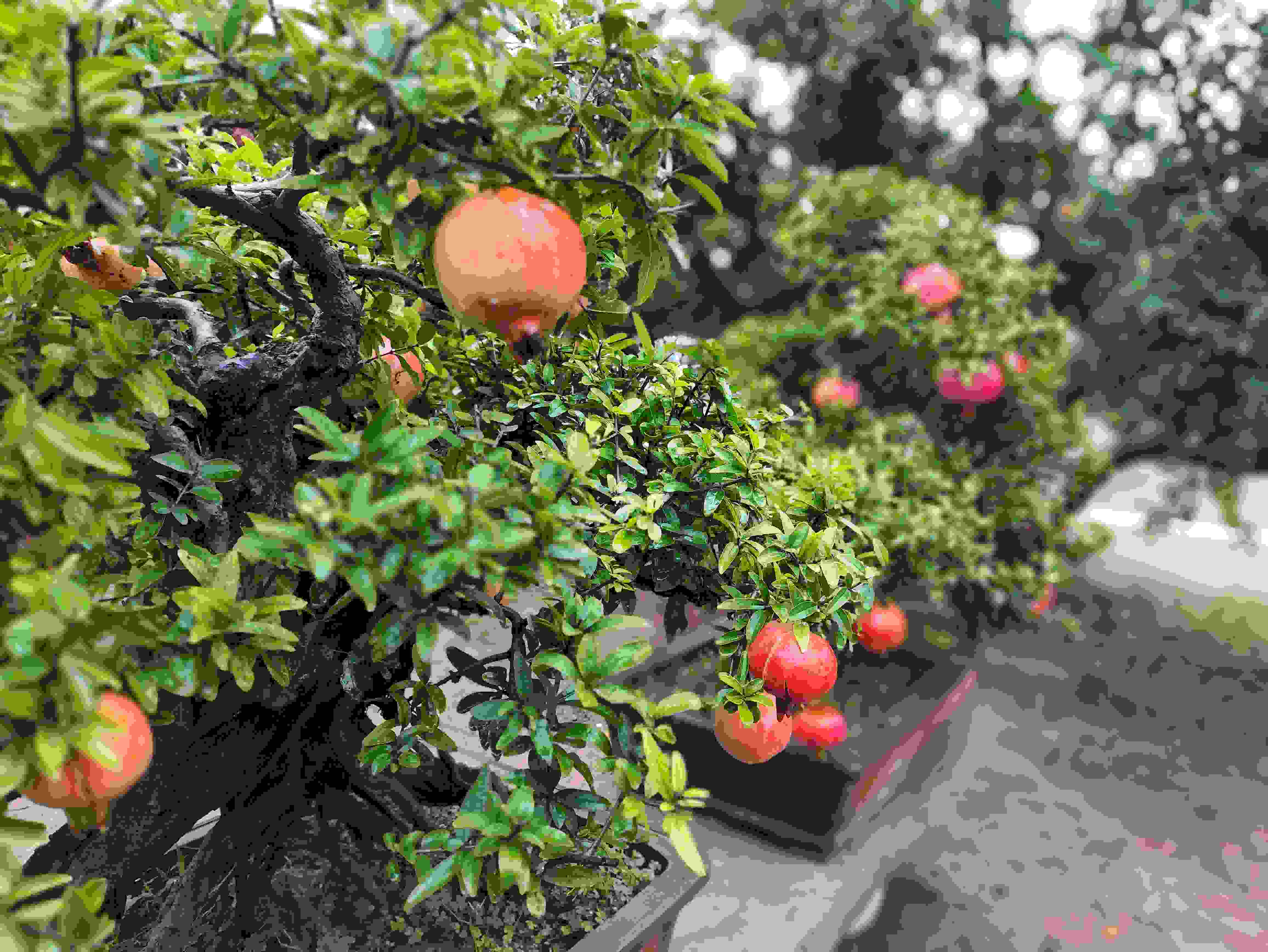 △石榴的發(fā)展帶動(dòng)了當(dāng)?shù)厥衽杈爱a(chǎn)業(yè)。（總臺央視記者鐘信偉拍攝）