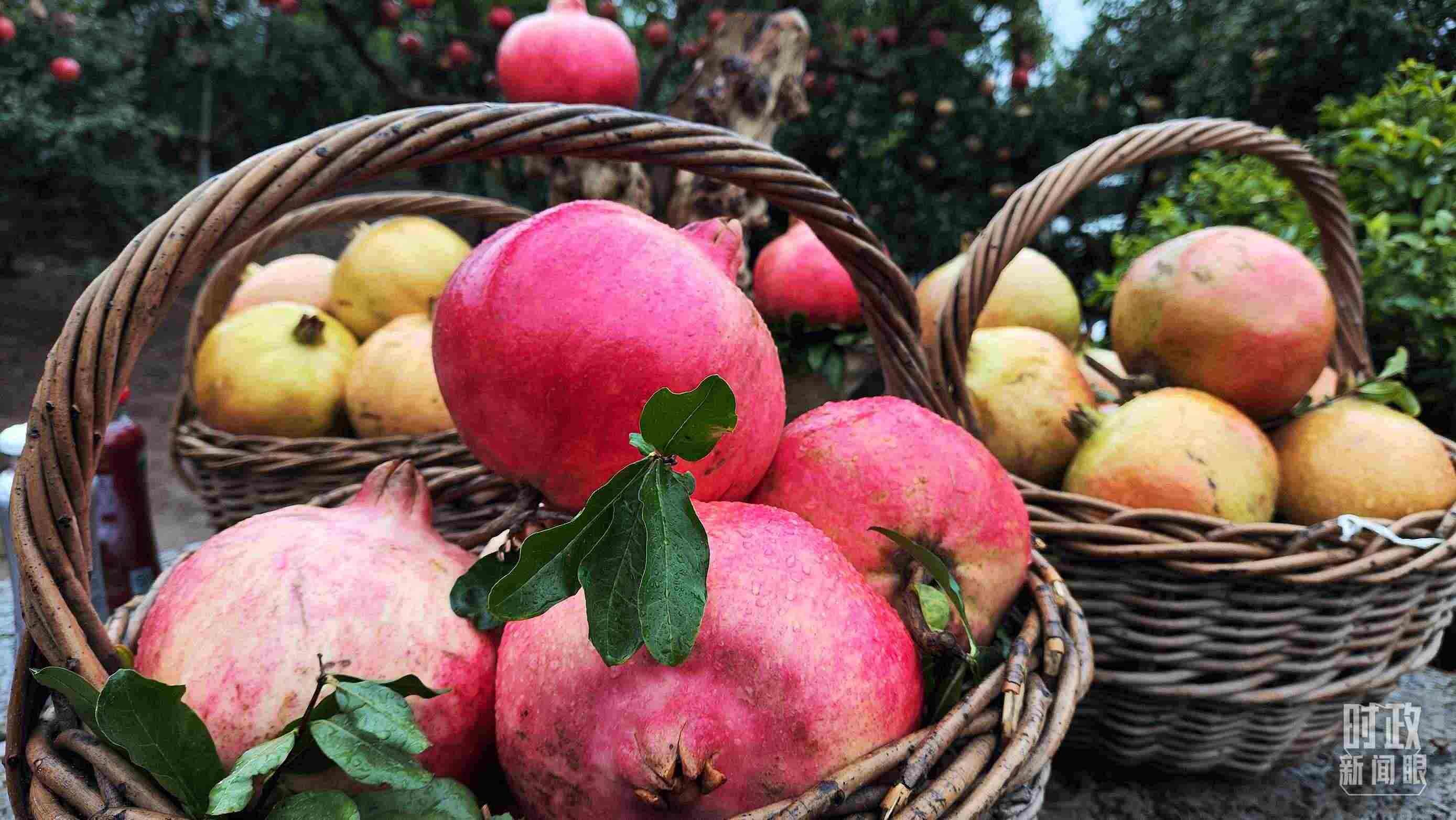 △種植園內(nèi)新鮮采摘的石榴。（總臺央視記者鐘信偉拍攝）