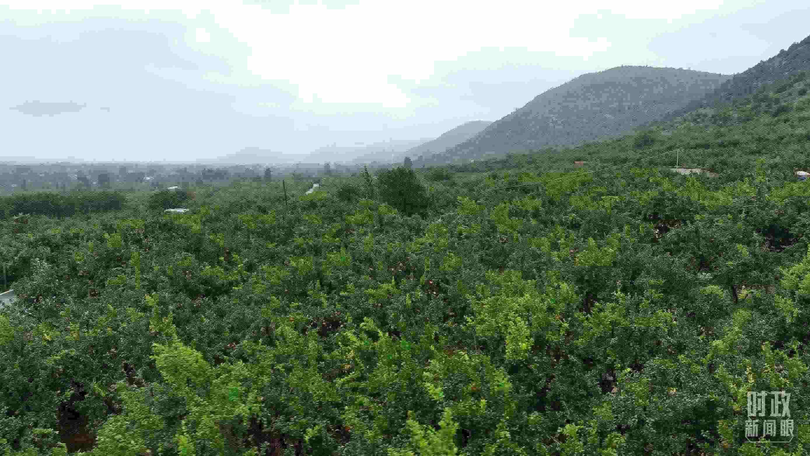 △山東棗莊冠世榴園。（總臺記者韓森、張鵬拍攝）