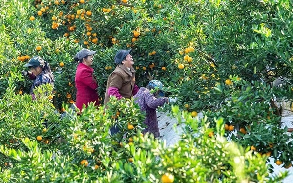 農(nóng)戶(hù)在果園中采摘果實(shí)。湖南省石門(mén)縣融媒體中心 唐亞翔攝