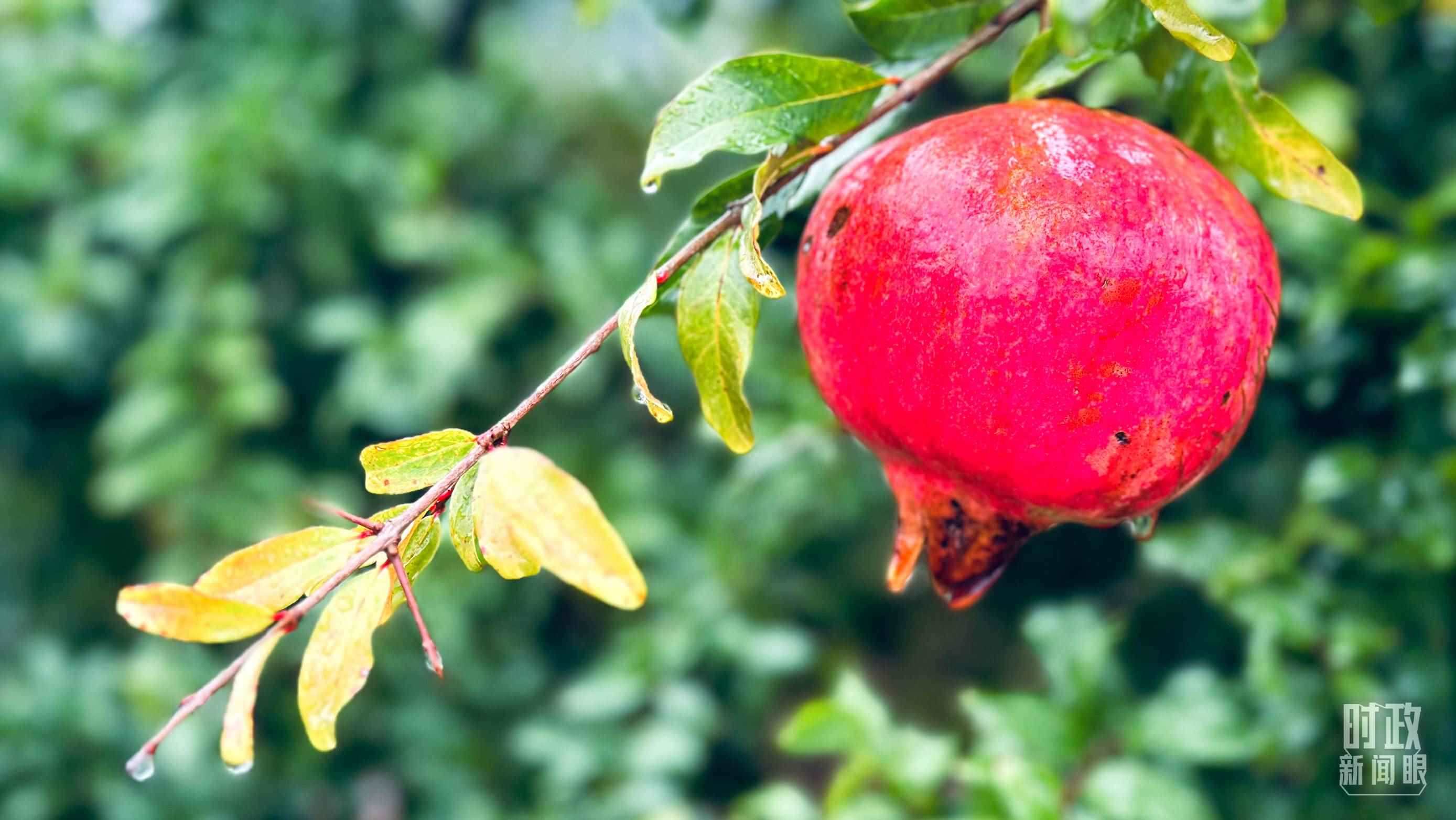 △山東省棗莊市冠世榴園，石榴紅了。（總臺(tái)央視記者范一鳴拍攝）