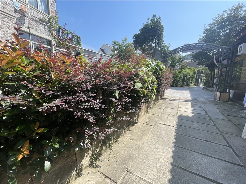 打卡杭州亞運(yùn)會丨“畫外桐塢”的深層蛻變 完美詮釋杭州的時(shí)代活力