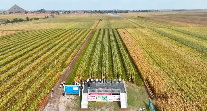 在遼寧省鐵嶺縣蔡牛鎮(zhèn)，外地農(nóng)民到張莊玉米合作社的大田里學(xué)習(xí)玉米選種和栽種技術(shù)（2023年9月26日攝，無人機照片）。新華社記者 楊青 攝