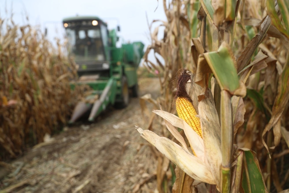在遼寧省鐵嶺縣蔡牛鎮(zhèn)玉米田里，農(nóng)民駕駛農(nóng)機收割玉米（2023年9月26日攝）。新華社記者 楊青 攝