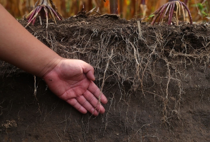 在遼寧省鐵嶺縣蔡牛鎮(zhèn)，張莊玉米合作社的農(nóng)民向外地農(nóng)民介紹黑土地保護和玉米秸稈還田情況（2023年9月26日攝）。新華社記者 楊青 攝
