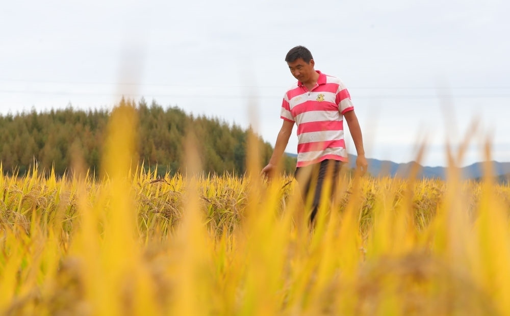 在遼寧省撫順市新賓滿族自治縣新賓鎮(zhèn)的水稻田里，農(nóng)民丁輝查看水稻成熟情況（2023年9月25日攝）。新華社記者 楊青 攝