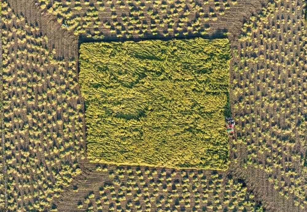 在吉林省舒蘭市平安鎮(zhèn)金星村，農(nóng)民駕駛農(nóng)機收割水稻（2023年9月21日攝，無人機照片）。新華社記者 張楠 攝