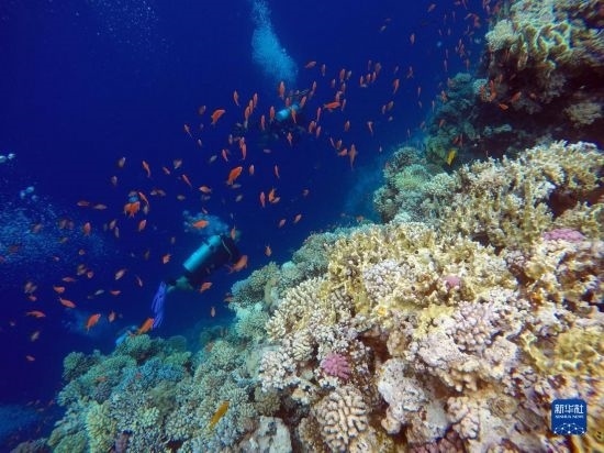  10月2日，人們在埃及西奈半島達(dá)哈布藍(lán)洞內(nèi)的珊瑚旁深潛。新華社記者 隋先凱 攝