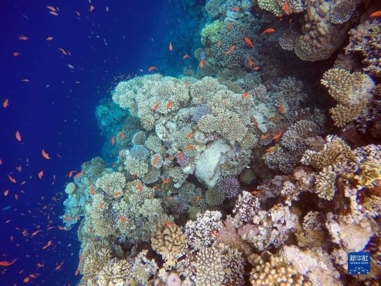  這是10月2日在埃及西奈半島達(dá)哈布藍(lán)洞內(nèi)拍攝的珊瑚和魚類。新華社記者 隋先凱 攝