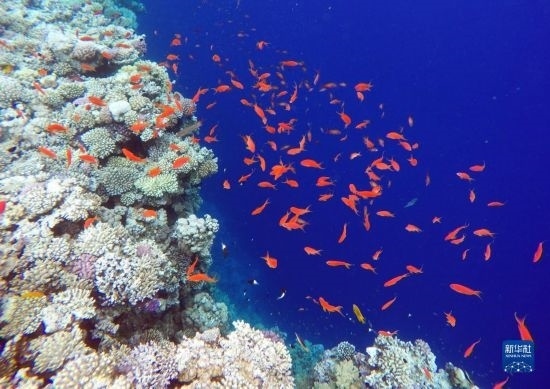  這是10月2日在埃及西奈半島達(dá)哈布藍(lán)洞內(nèi)拍攝的珊瑚和魚類。新華社記者 隋先凱 攝