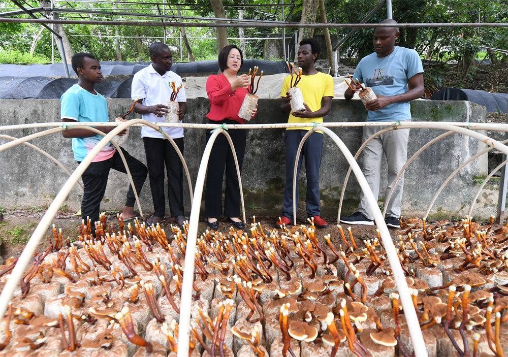 2021年8月12日，福建農(nóng)林大學(xué)國家菌草工程技術(shù)研究中心副主任林冬梅（中）為非洲留學(xué)生講解菌草鹿角靈芝的栽培情況。新華社記者 林善傳 攝