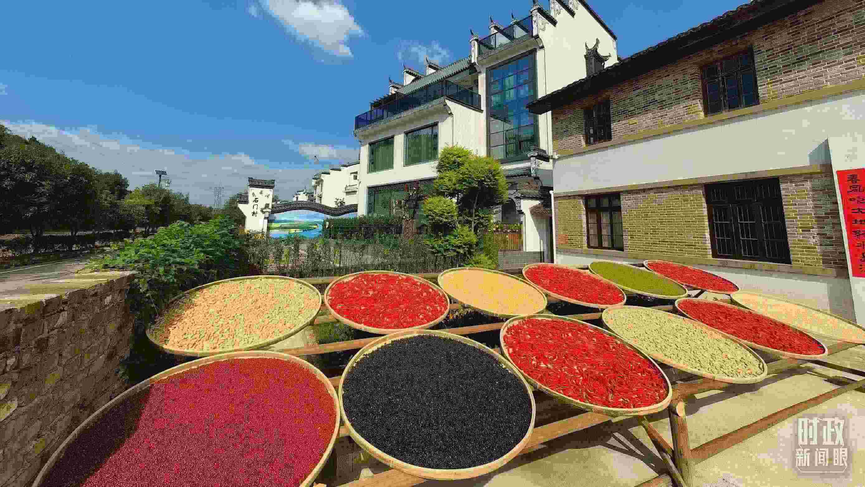 △曬秋農俗成為婺源鄉(xiāng)村的一道美麗風景。（總臺央視記者段德文拍攝）