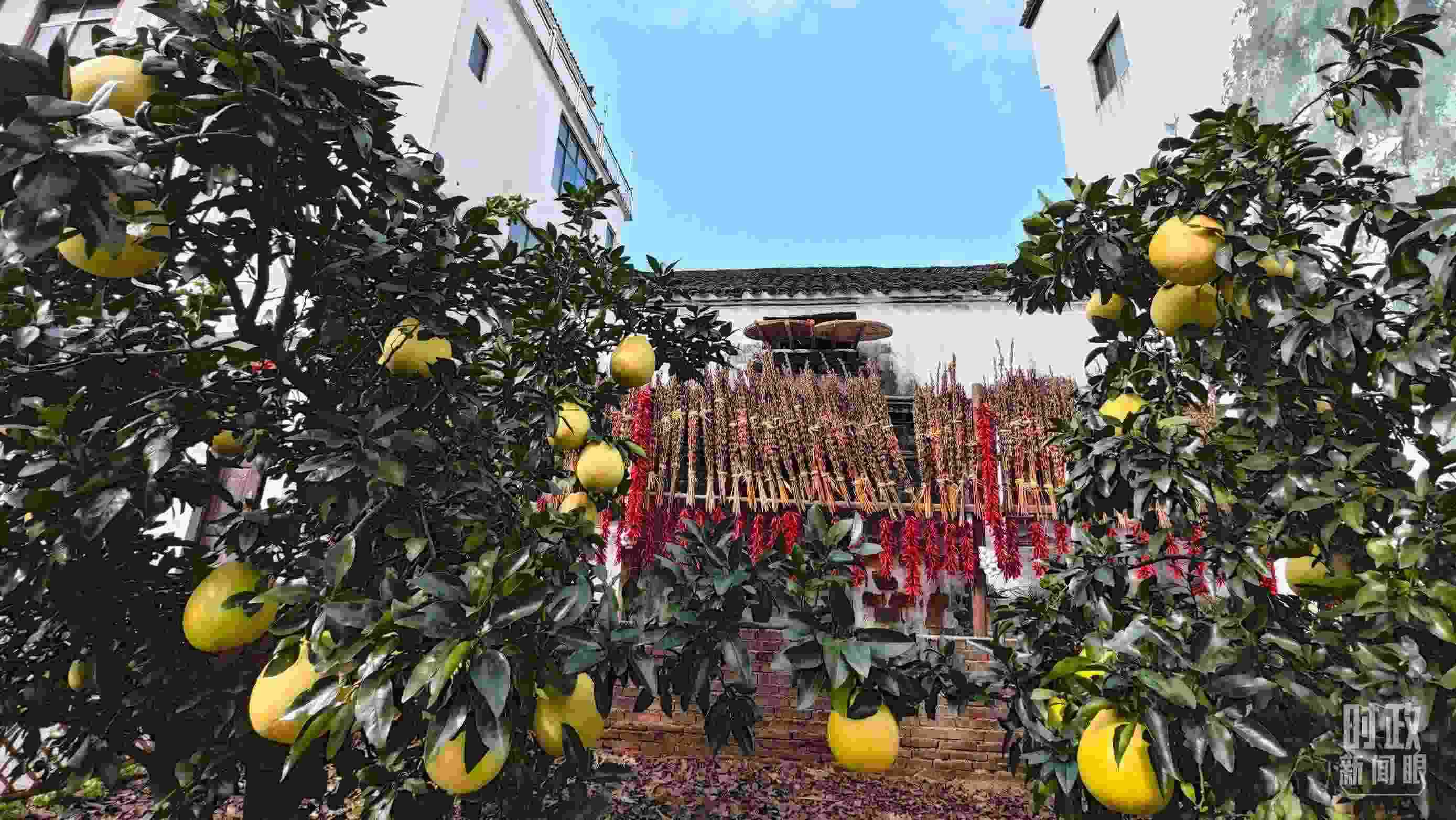 △石門村農家小院里碩果累累。（總臺央視記者許永松拍攝）