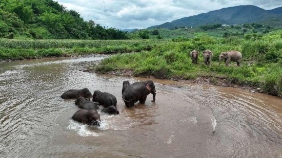 野生亞洲象組團泡澡降溫解暑。何有剛攝