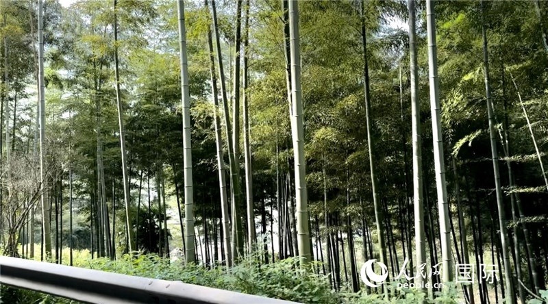 沿途中的竹林。人民網(wǎng)記者 周雨攝